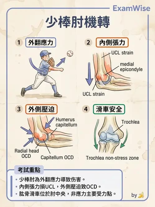 物治 - 肘及前臂關節 - AI 圖文解析預覽