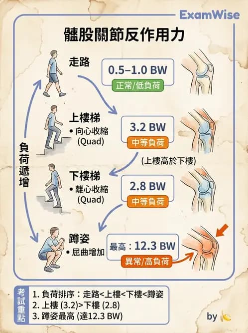 物治 - 髕股關節疼痛與伸展機制 - AI 圖文解析預覽