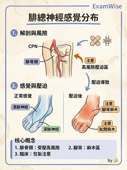 物治 - 截肢 - AI 圖文解析預覽