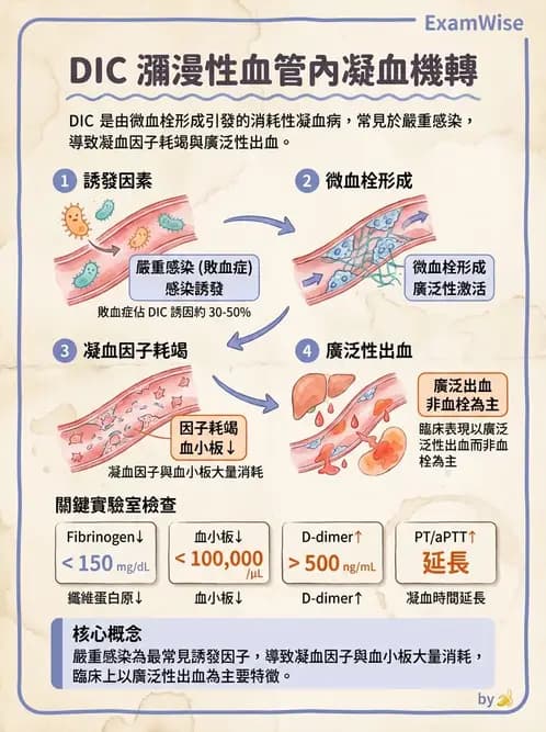 護理師 - 貧血與凝血疾病 - AI 圖文解析預覽