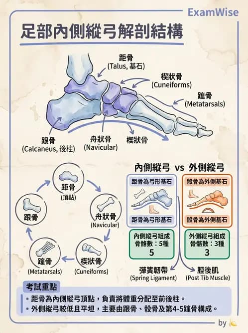 物治 - 骨骼與關節解剖 - AI 圖文解析預覽