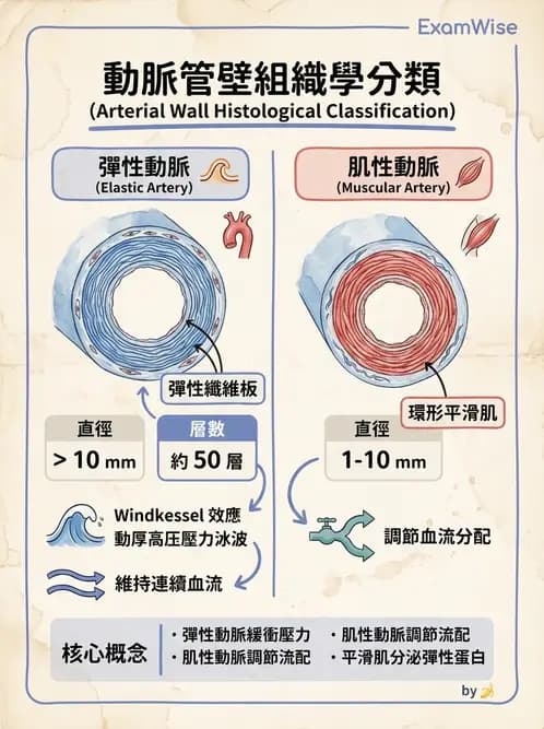 物治 - 心臟血管與血液解剖 - AI 圖文解析預覽