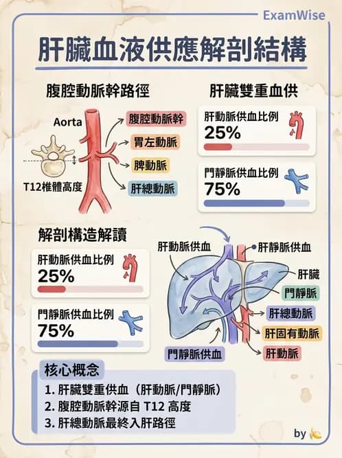 物治 - 心臟血管與血液解剖 - AI 圖文解析預覽