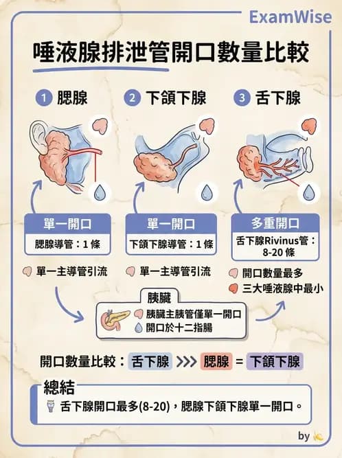 物治 - 消化泌尿生殖系統解剖 - AI 圖文解析預覽