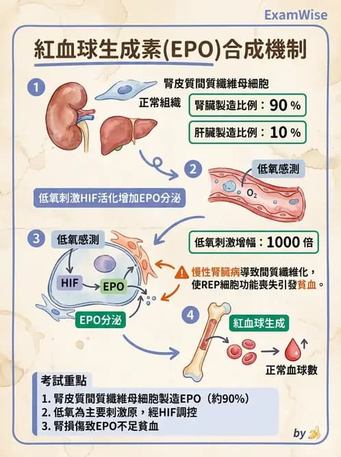 物治 - 消化泌尿生殖系統解剖 - AI 圖文解析預覽