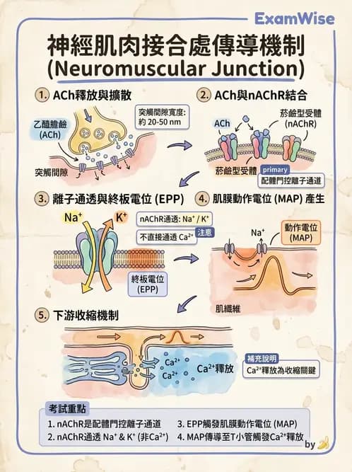 物治 - 肌肉收縮與纖維特性 - AI 圖文解析預覽