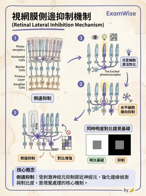 物治 - 神經系統生理 - AI 圖文解析預覽