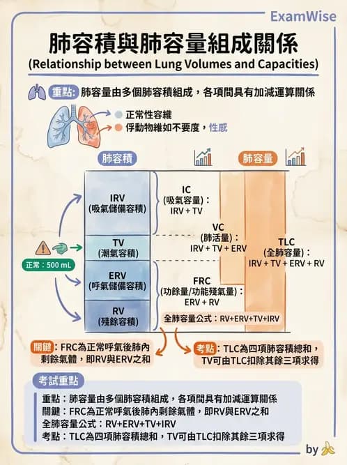 物治 - 呼吸生理 - AI 圖文解析預覽