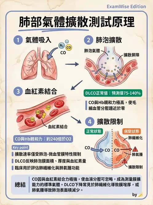 物治 - 呼吸生理 - AI 圖文解析預覽