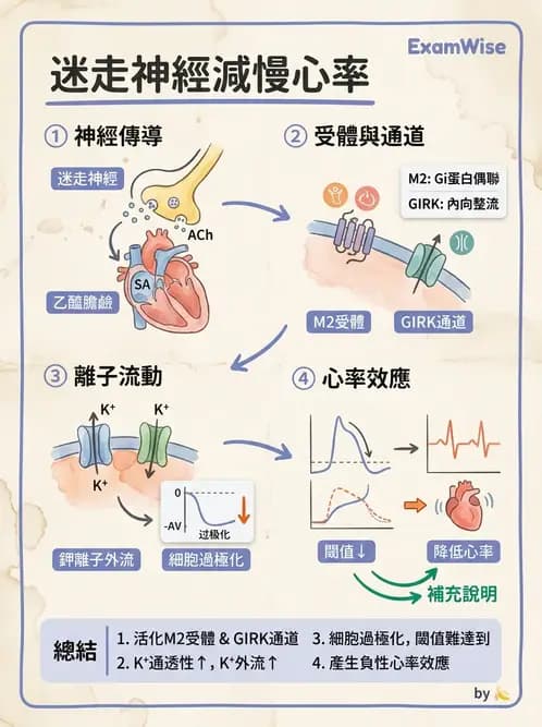 物治 - 心臟血管生理 - AI 圖文解析預覽