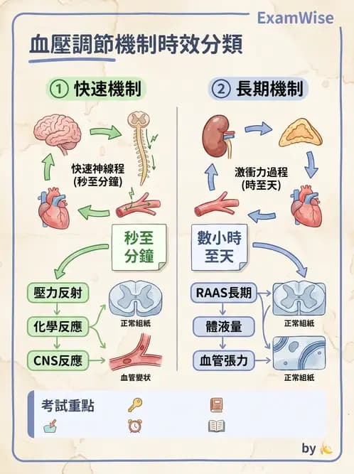 物治 - 心臟血管生理 - AI 圖文解析預覽
