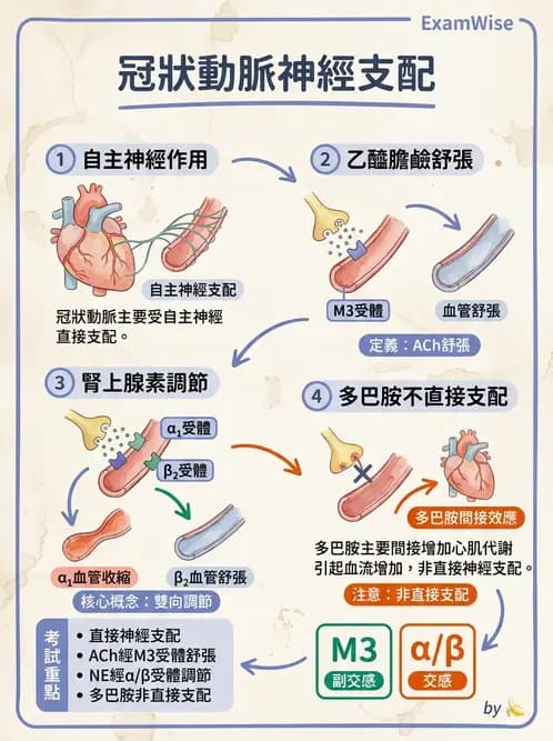 物治 - 心臟血管生理 - AI 圖文解析預覽