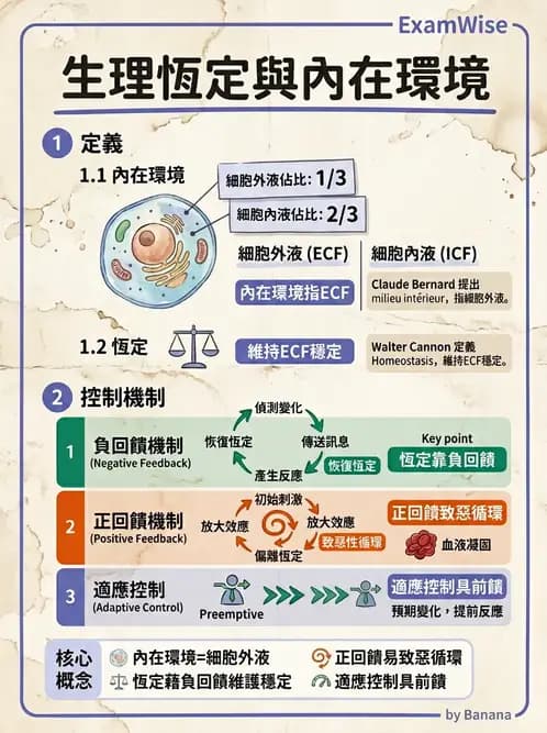 物治 - 消化泌尿系統生理 - AI 圖文解析預覽