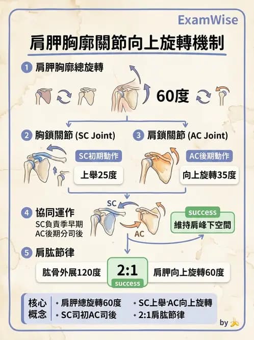 物治 - 肩關節複合體生物力學 - AI 圖文解析預覽
