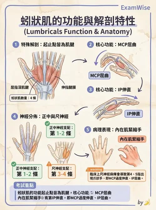 物治 - 手部生物力學 - AI 圖文解析預覽