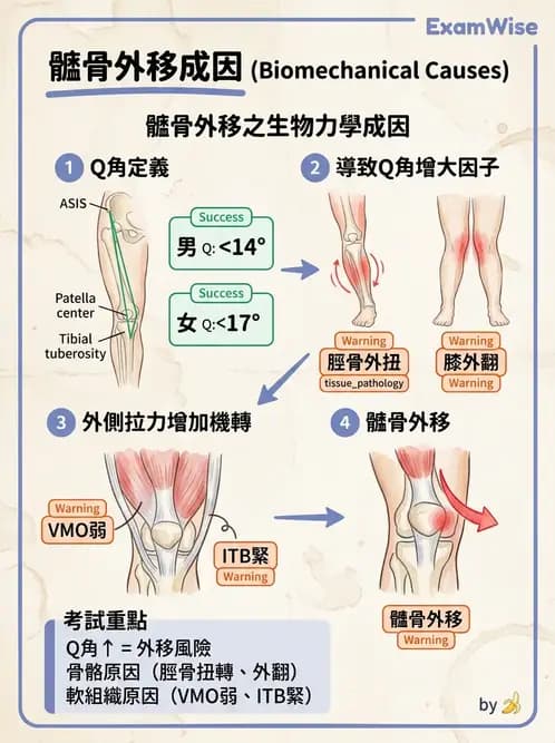 物治 - 膝關節肌動學與生物力學 - AI 圖文解析預覽