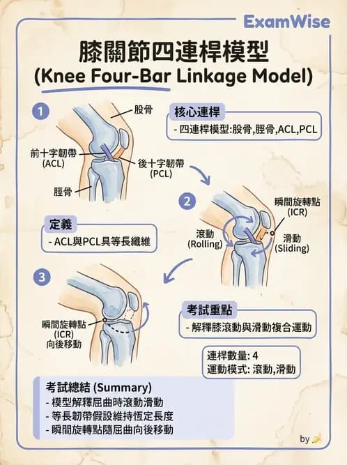 物治 - 膝關節肌動學與生物力學 - AI 圖文解析預覽