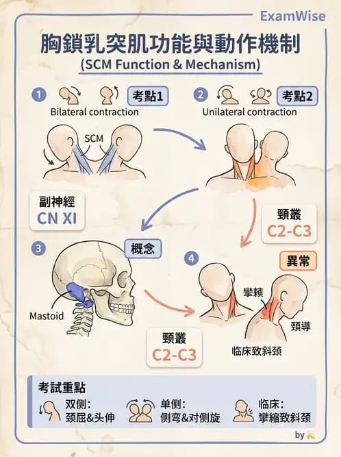 物治 - 頸椎肌動學與生物力學 - AI 圖文解析預覽
