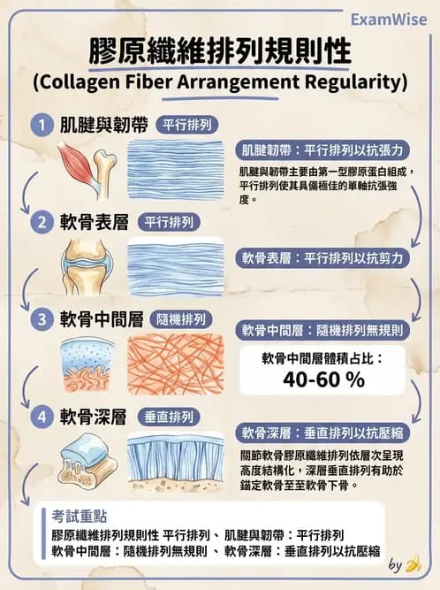 物治 - 組織生物力學 - AI 圖文解析預覽