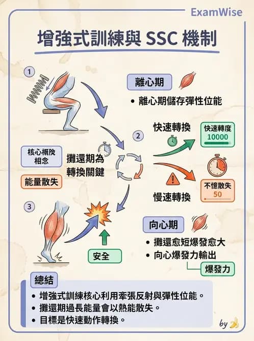 物治 - 核心穩定與功能性訓練 - AI 圖文解析預覽