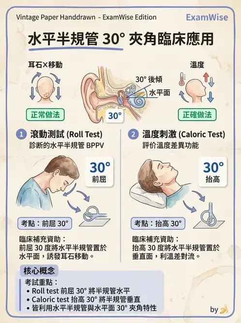 物治 - 前庭系統與前庭復健 - AI 圖文解析預覽