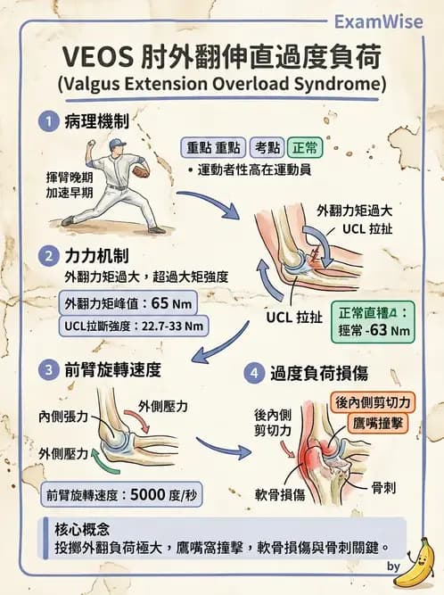 物治 - 肘及前臂關節 - AI 圖文解析預覽
