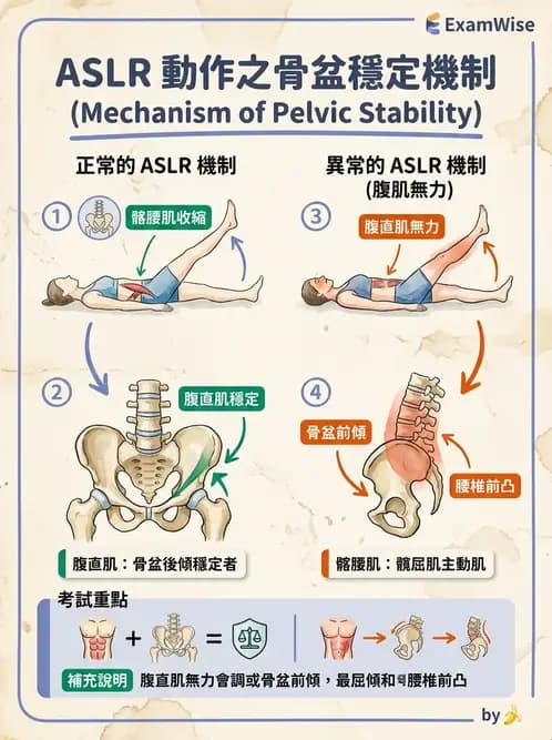 物治 - 髖關節解剖與評估 - AI 圖文解析預覽