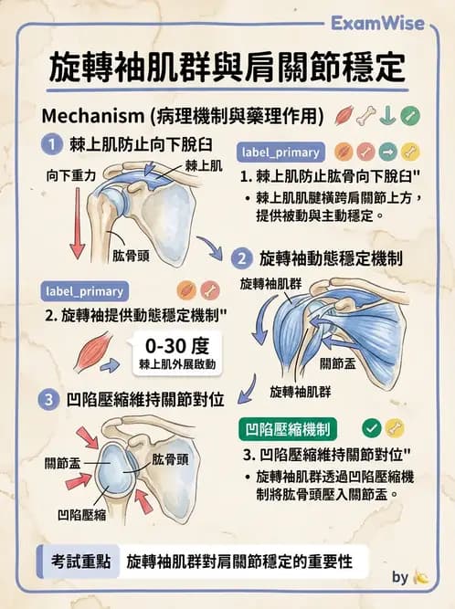 物治 - 上肢與頭頸肌肉解剖 - AI 圖文解析預覽
