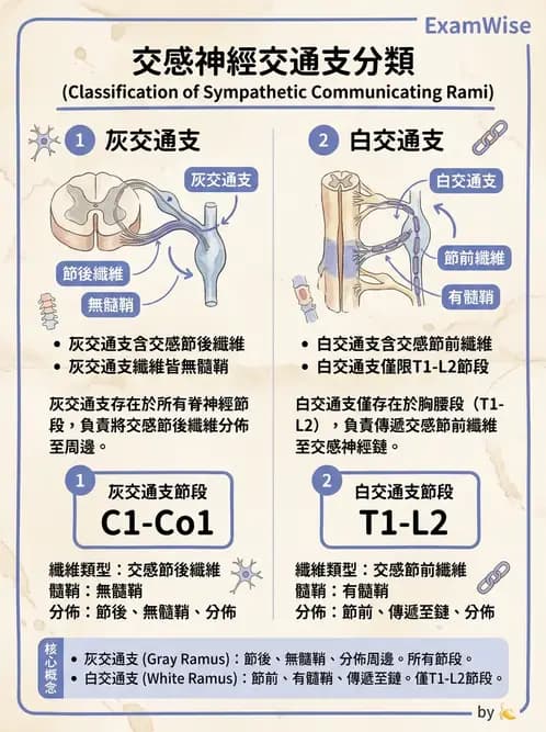 物治 - 周邊與自主神經解剖 - AI 圖文解析預覽