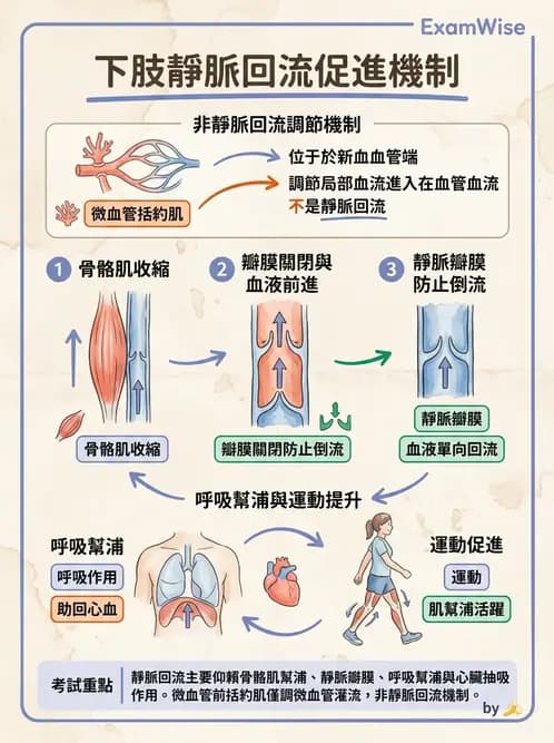 物治 - 心臟血管生理 - AI 圖文解析預覽