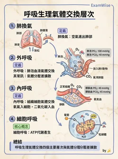 物治 - 呼吸生理 - AI 圖文解析預覽