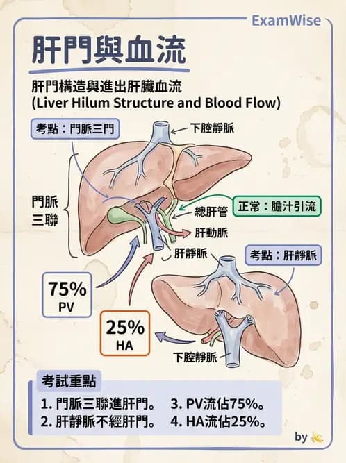 物治 - 消化泌尿生殖系統解剖 - AI 圖文解析預覽