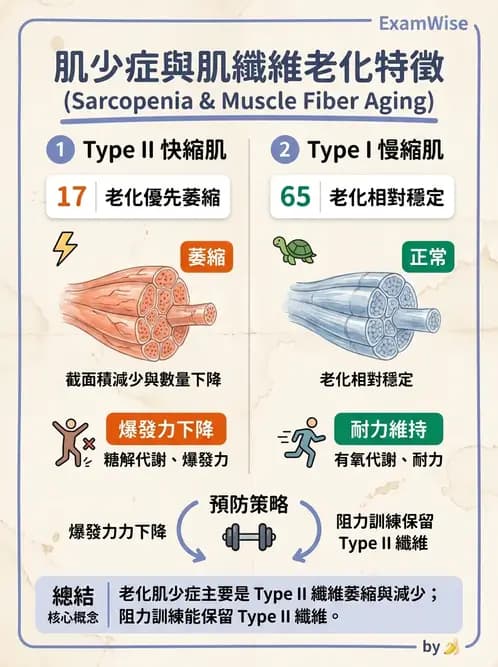 物治 - 肌肉收縮與纖維特性 - AI 圖文解析預覽
