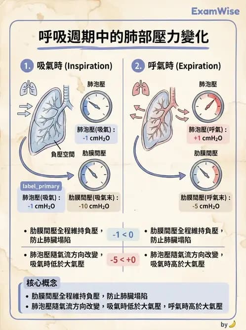 物治 - 呼吸生理 - AI 圖文解析預覽