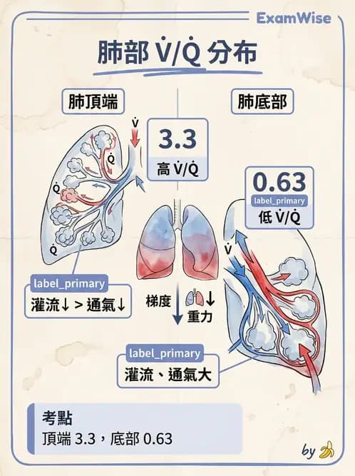物治 - 呼吸生理 - AI 圖文解析預覽