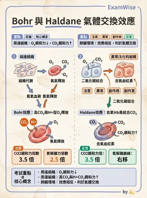 物治 - 呼吸生理 - AI 圖文解析預覽