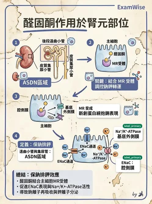 物治 - 消化泌尿系統生理 - AI 圖文解析預覽