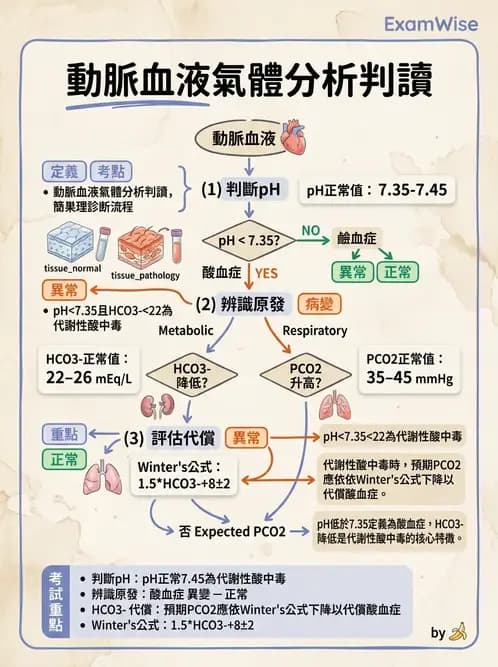 物治 - 消化泌尿系統生理 - AI 圖文解析預覽