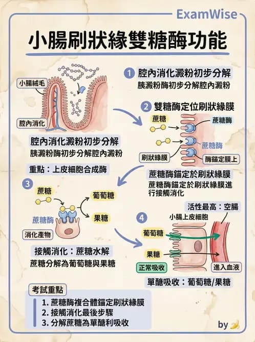 物治 - 消化泌尿系統生理 - AI 圖文解析預覽
