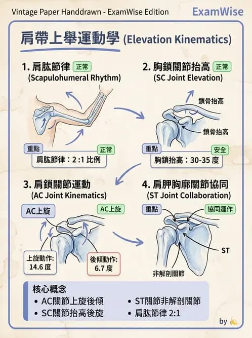 物治 - 肩關節複合體生物力學 - AI 圖文解析預覽