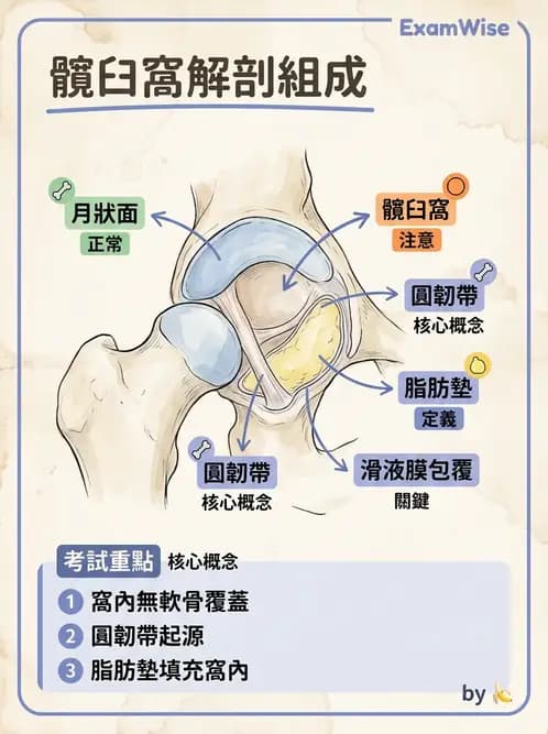 物治 - 髖關節肌動學與生物力學 - AI 圖文解析預覽
