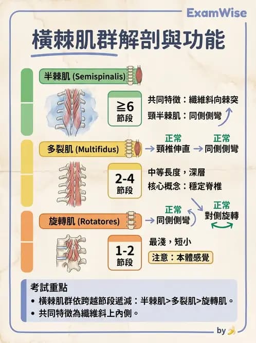 物治 - 頸椎肌動學與生物力學 - AI 圖文解析預覽