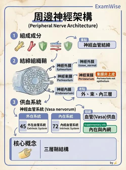 物治 - 周邊與自主神經解剖 - AI 圖文解析預覽