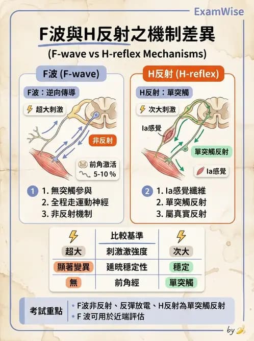 物治 - 電生理診斷 - AI 圖文解析預覽