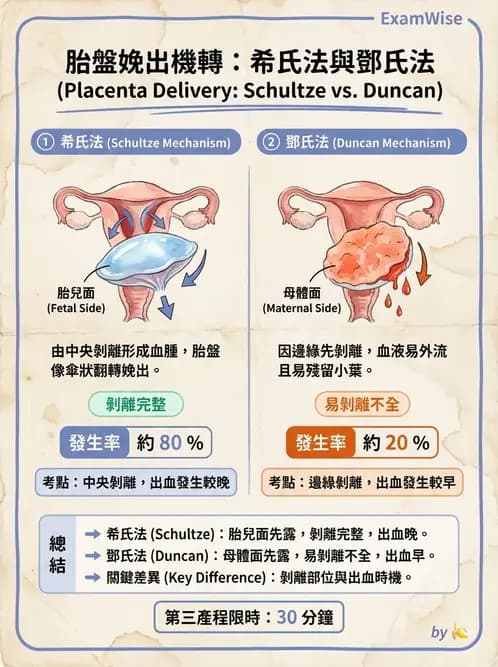 護理師 - 分娩過程與產科急症 - AI 圖文解析預覽