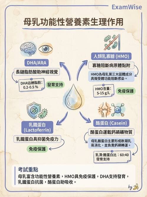 護理師 - 母乳哺餵 - AI 圖文解析預覽