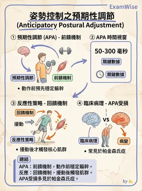 物治 - 動作控制理論 - AI 圖文解析預覽