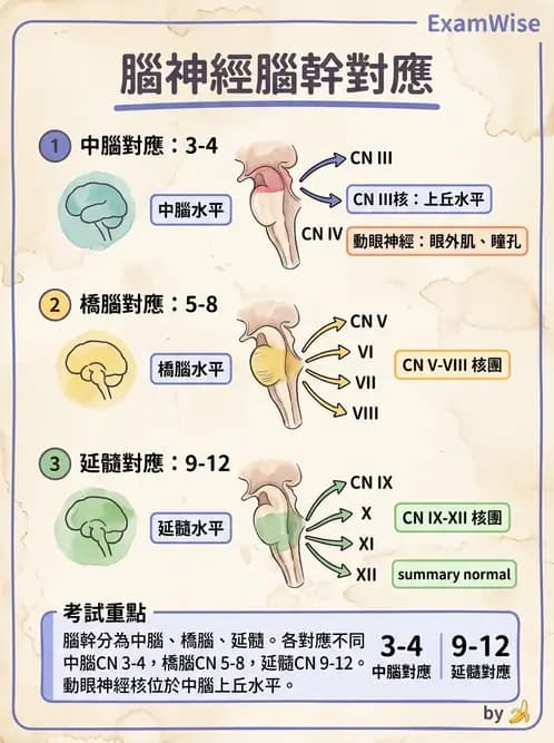 物治 - 腦中風病理與血管解剖 - AI 圖文解析預覽