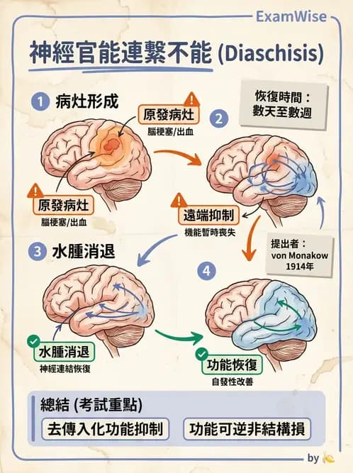 物治 - 神經可塑性 - AI 圖文解析預覽