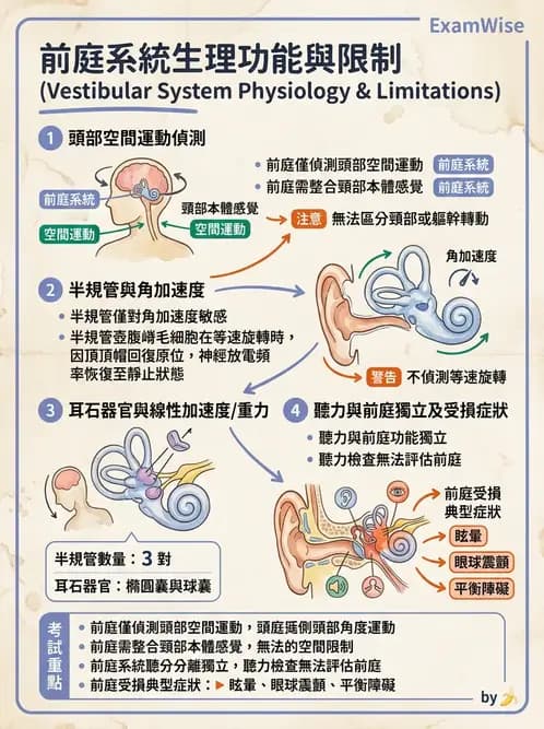物治 - 前庭系統與前庭復健 - AI 圖文解析預覽